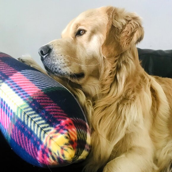 Meet Posher Natalie's pet Golden Retriever, Syrup - Picture 1 of 1